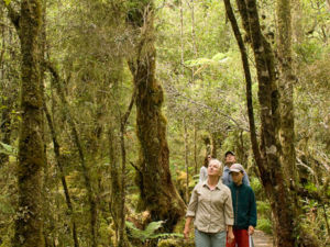 You'll feel like you've stepped back in time amidst the ancient Kahikatea of the Ship Creek Walk.