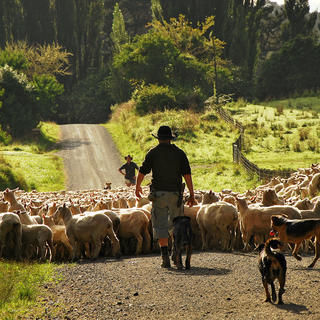 Living on a working sheep & beef farm while volunteering is plenty of fun!