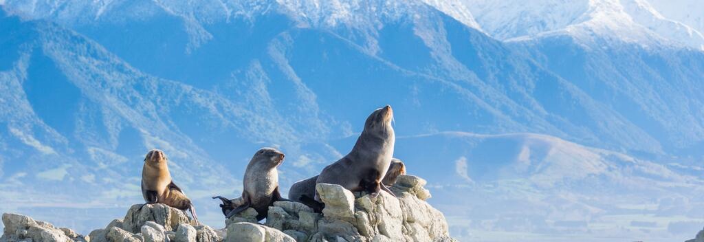 Discover Kaikōura's wildlife