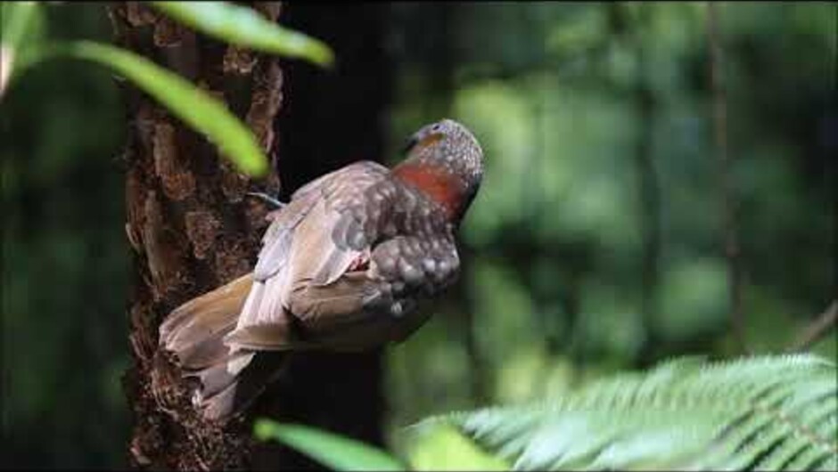 Explore New Zealand's finest forest with foris eco-tours. Think primordial rainforest and huge trees with rare birds.