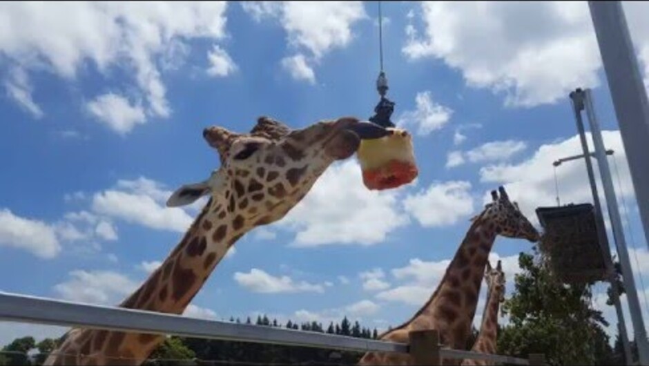 Giraffe Dume enjoys a frozen treat of apples, carrots, bananas and celery!