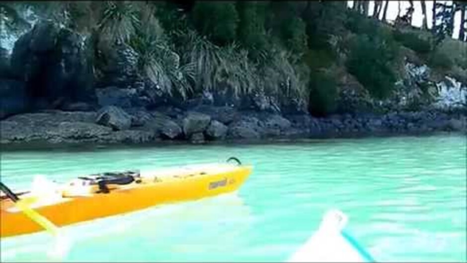 Wildlife Kayaking with the Akaroa Adventure Centre