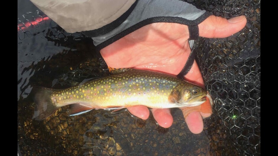 A glimpse of fly fishing the high country of Central Otago targeting very rare Brook Trout.