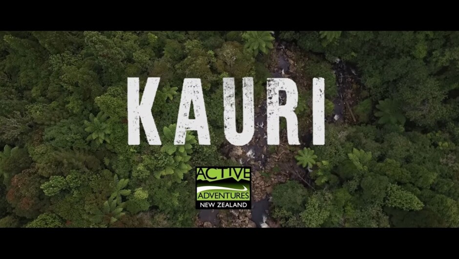 Ultimate North Island Adventure 'Kauri' trip