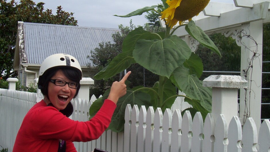 A giant sunflower in the front garden of one of the villa's we past on our Segway ride