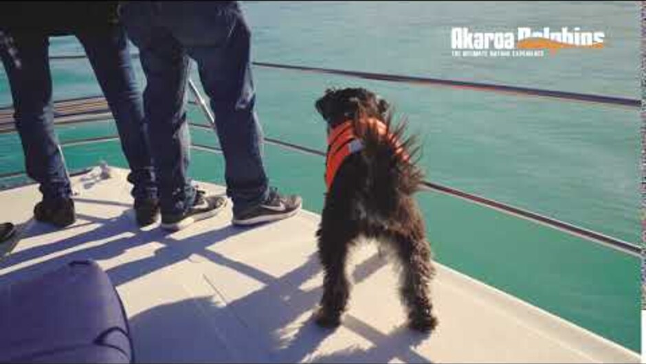 About our Dolphin Spotting Dogs.