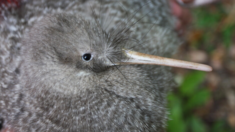 Zealandia is home to over 180 kiwi pukapuka / little spotted kiwi.