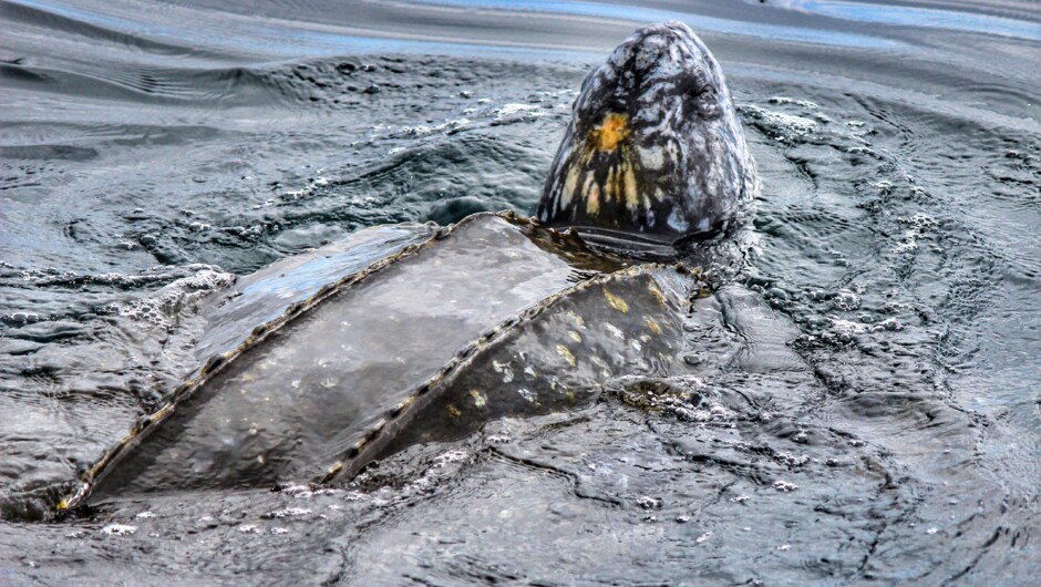 Large leatherback turtles are occasional visitors over summer months and are known as the largest in the world.