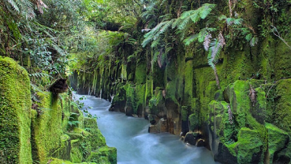 Explore the amazing Whirinaki Forest Park/Te Pua-a-Tane.
