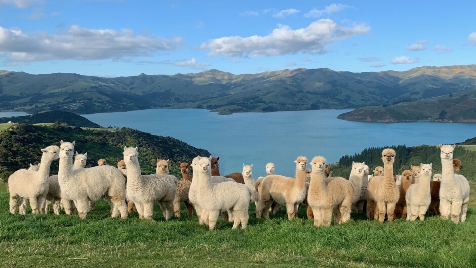 Friendly mums and babies with Akaroa Harbour in the background.