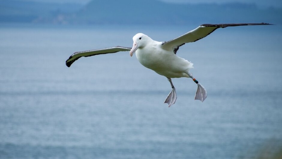 Northern Royal Albatross in flight from the Richdale Observatory