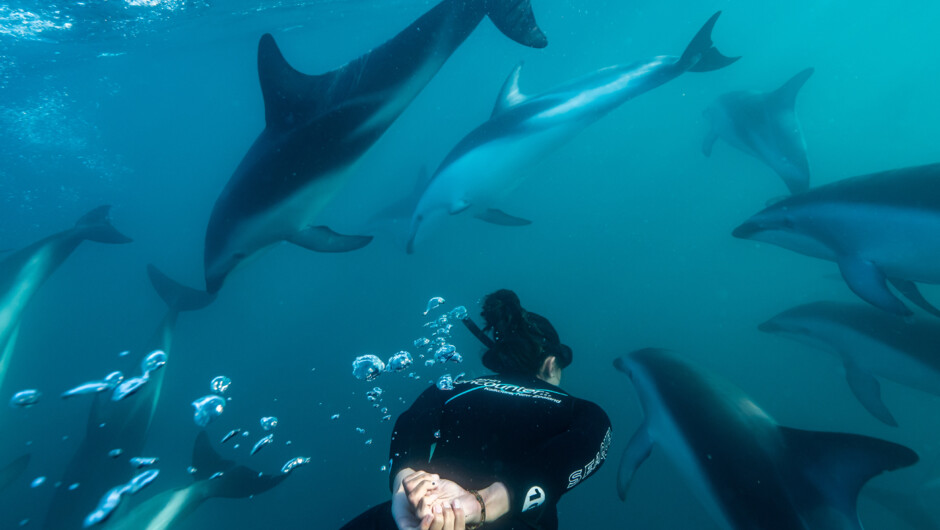 The beauty of immersing yourself in the world of dusky dolphins