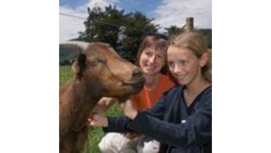 Guests at Smiths Farm Holiday Park meeting the friendly farm animals.