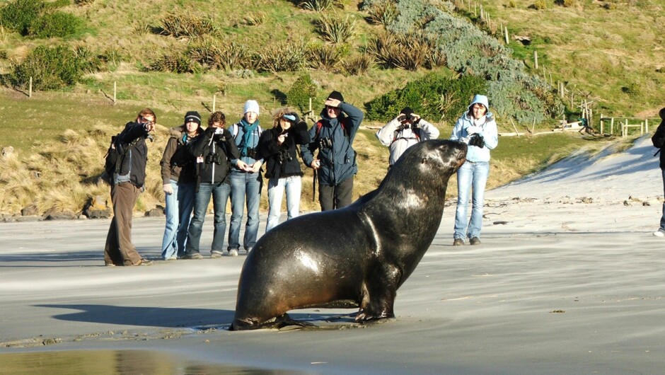 New Zealand Sealion returning to the beach.