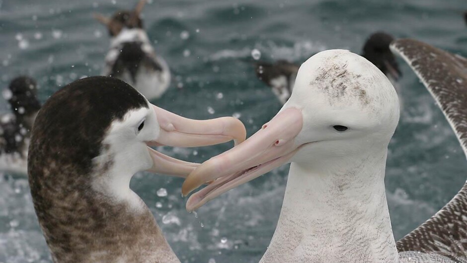 Two Gibson's wandering albatross