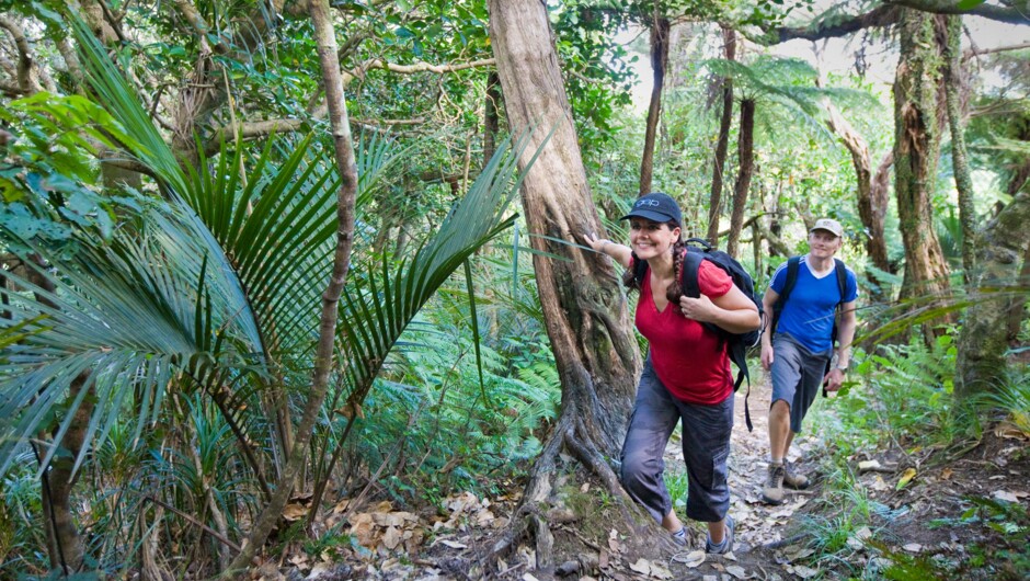 Auckland Wilderness Walking Tours in the Waitakere Ranges with Global Tourism Award Winner TIME Unlimited Tours