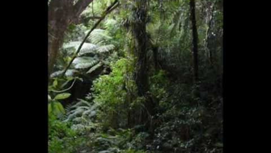 Nature Accommodation near Tauranga, New Zealand, with Glow Worms and Rainforest