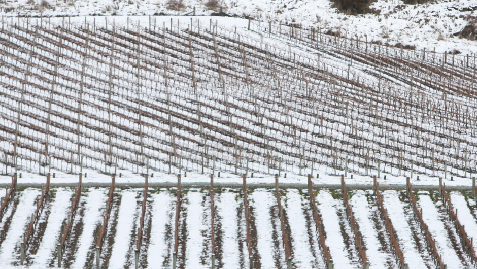 Winter in the vines of Central Otago