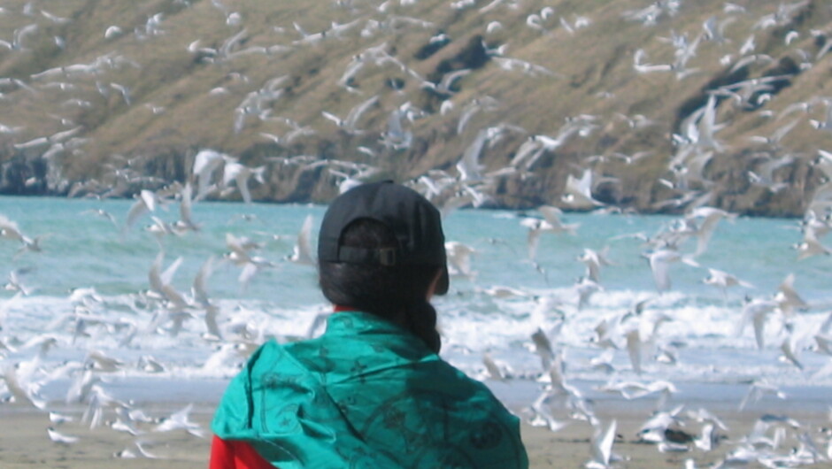 Gulls on the Beach at Okains Bay.