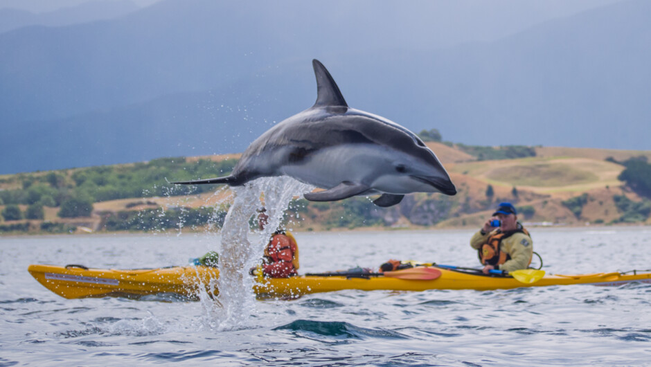 Close encounters of the dolphin kind on a Wildlife Kayaking Tour