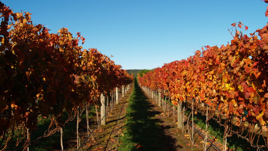 Grape Vines on Waiheke Island