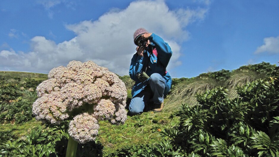 探险者欣赏亚南极地区的巨型草本植物