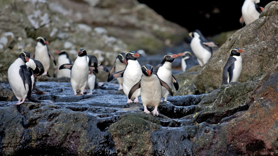 斯奈尔斯群岛上的冠毛企鹅
