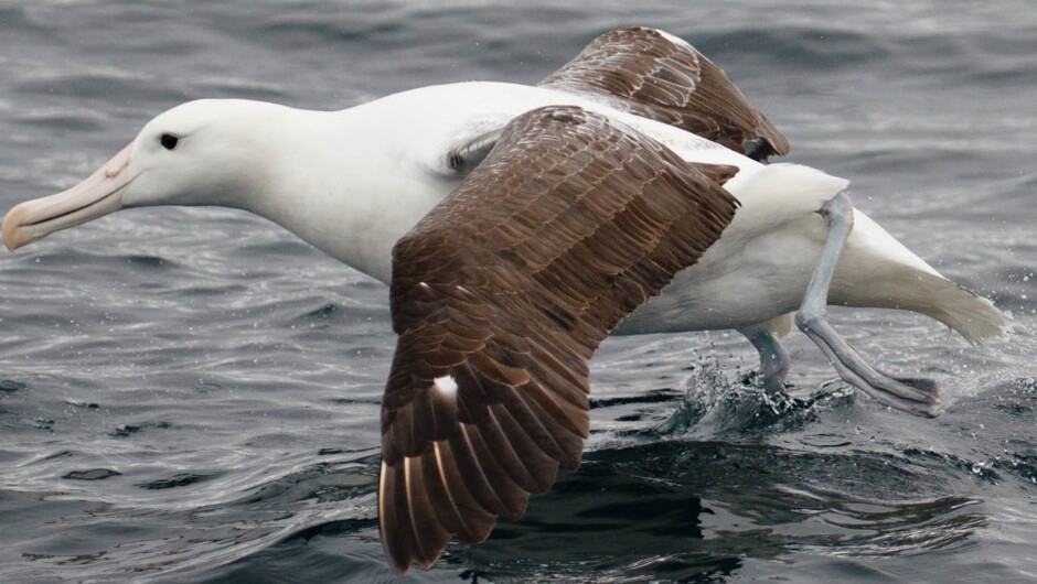 Royal Albatross.