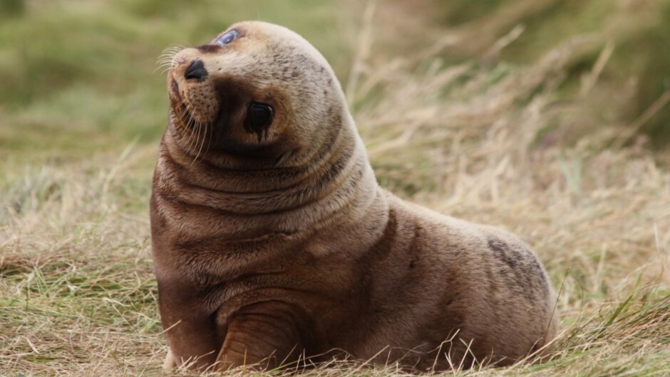 Seal Pup, Enderby Island
