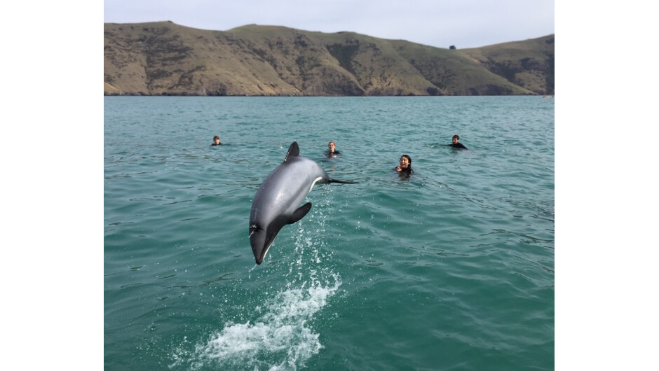 Amazing Hector's Dolphin Jump in front of swimmers