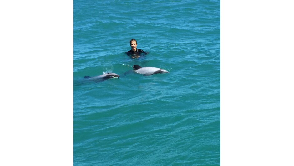Swimming with Hector's New Zealand Dolphins in Akaroa Harbour