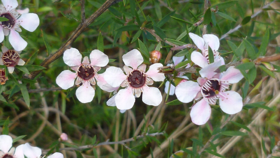Manuka flowers are the source of New Zealand's famous manuka honey.