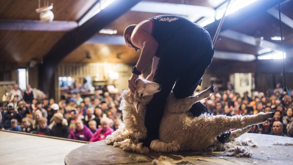 The legendary Agrodome Farm Show is a fun-packed hour of entertainment and education for the whole family.