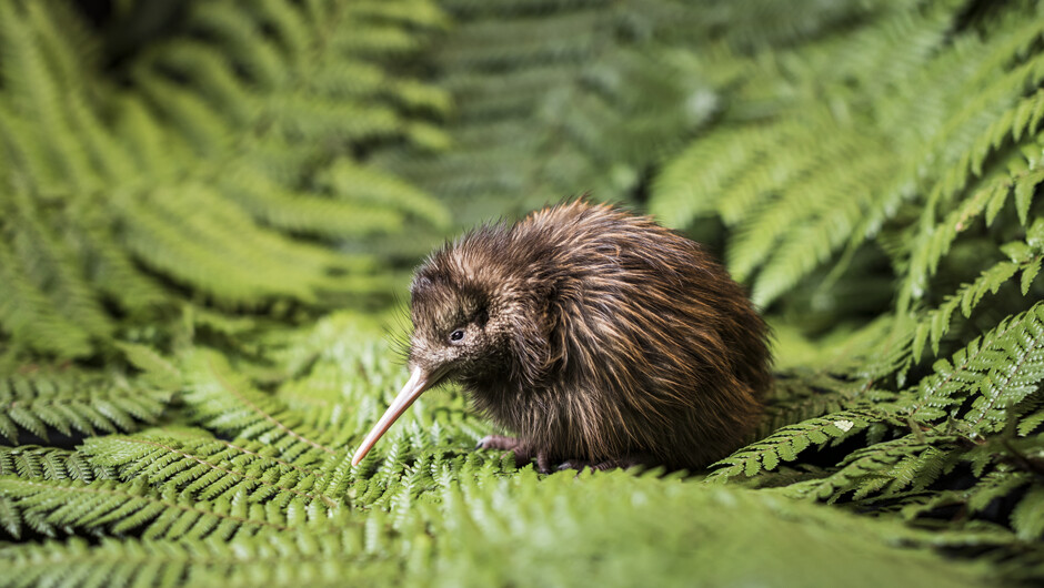 Kiwi bird at the National Kiwi Hatchery