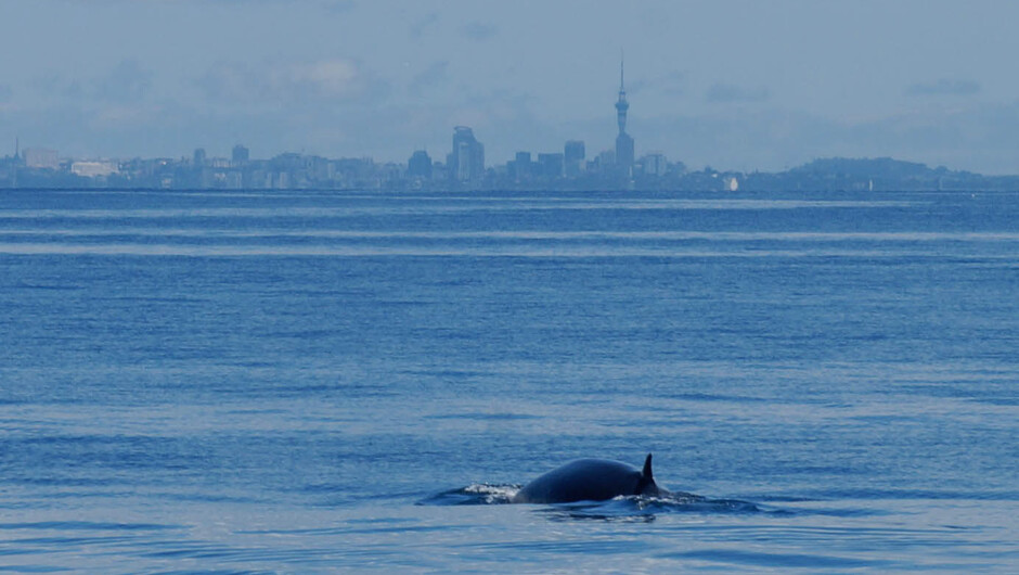 The Hauraki Gulf Marine Park is one of the most diverse and abundant marine environments in the world. We are so fortunate to have this incredible resource in our backyard, departing direct from the Viaduct in downtown Auckland city.