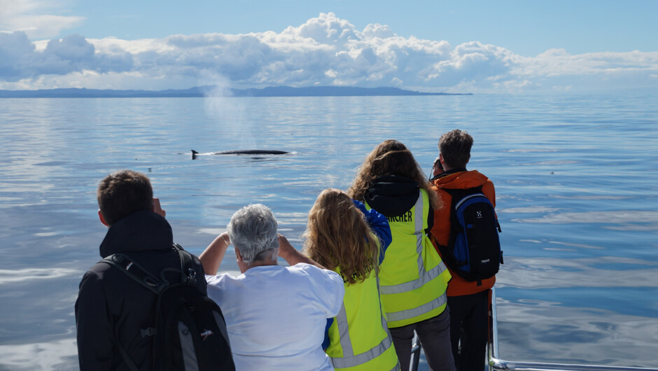 We're proud to be the leading marine research vessel in the Hauraki Gulf, providing a research platform free of charge for key conservation partners. Passengers can learn from the experts on board working to protect the whales, dolphins and their fragile 