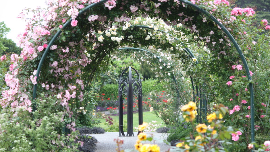 Auckland Botanic Gardens Rose Garden.