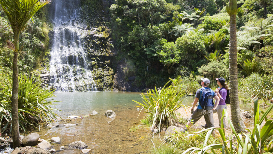 Private Auckland Guided Wilderness Walk with TIME Unlimited Tours
