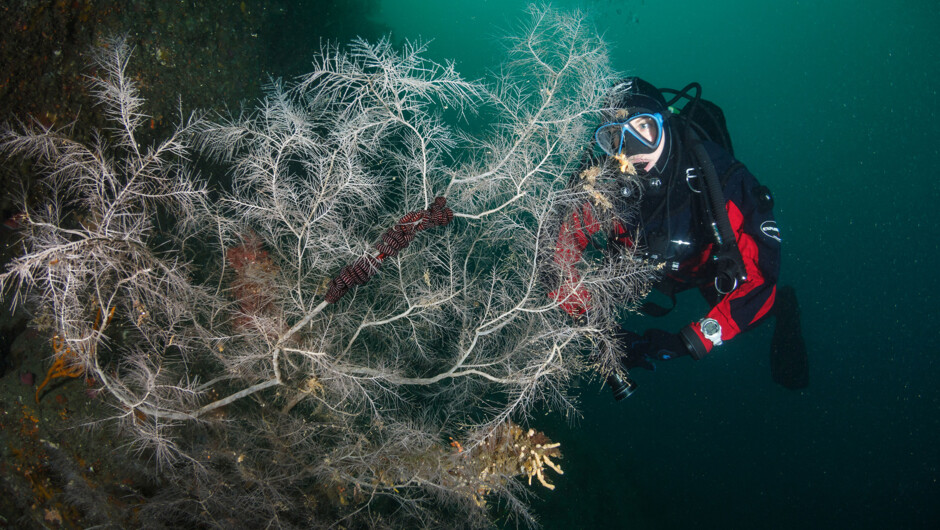 A diver is viewing a snakestar on a black coral tree. These snakestars form a symbiotic relationship with the tree. The snakestar becomes active at night moving around the tree to steal food of the coral polyps.