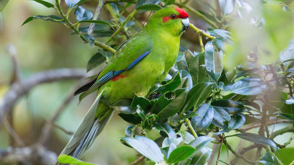 Red crowned parakeet - Ulva Island.