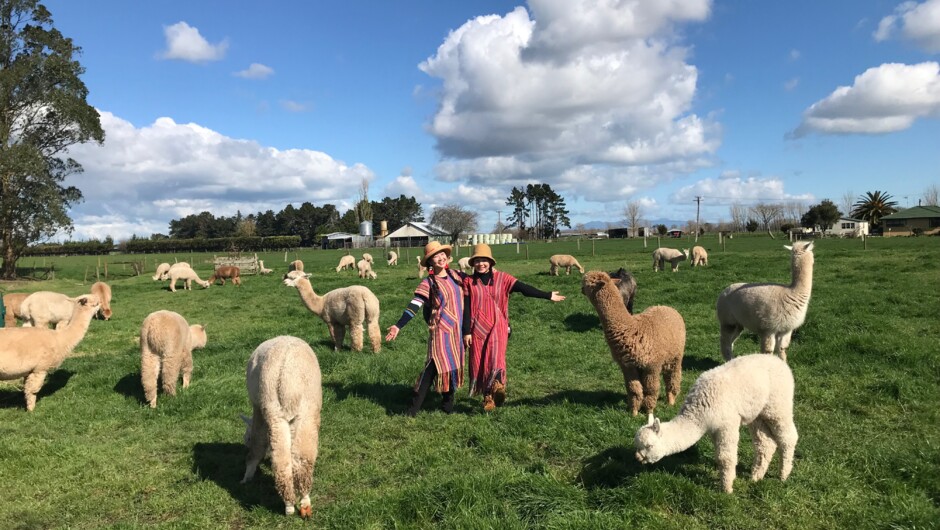 Cornerstone Alpaca Tours are fun and an experience our guests will treasure forever.