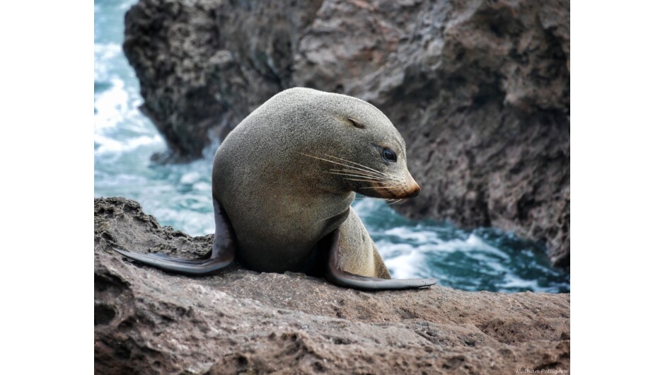 Seal showing off his best side.
