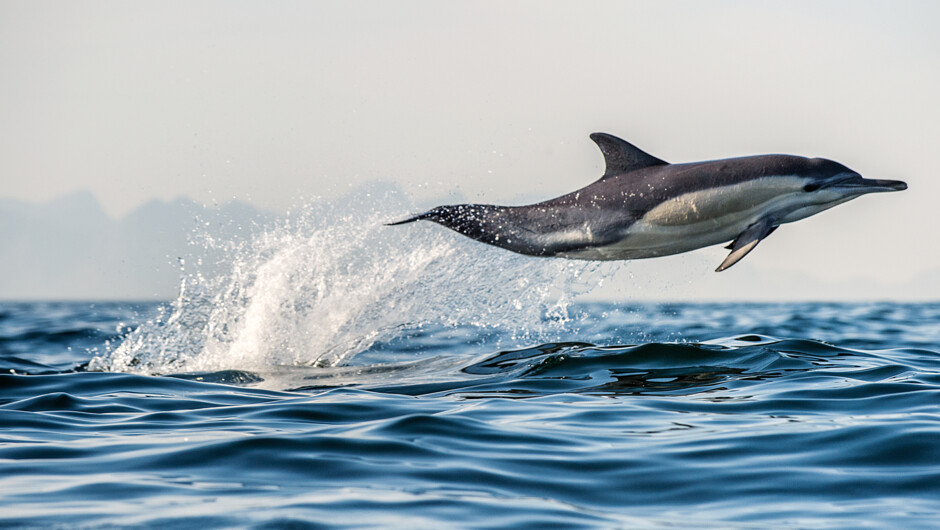 Jumping dolphin. Common dolphins are plentiful all year around.