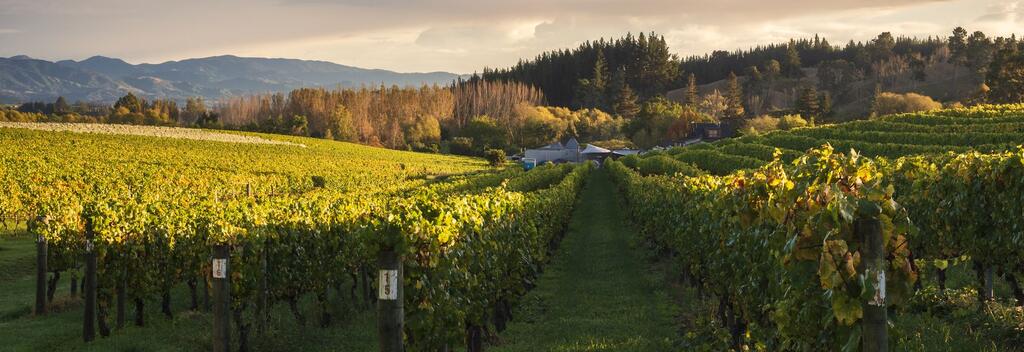 Sunset at vineyard 