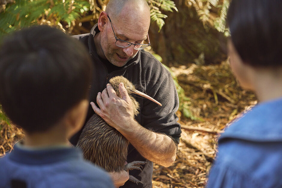 It&#039;s rather rare to see a Kiwi chick 