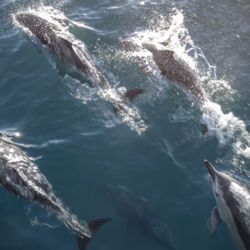 Encounter Dolphins in Kaikoura