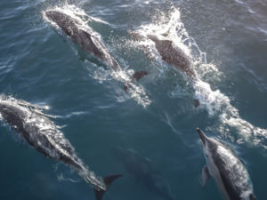 Encounter Dolphins in Kaikoura