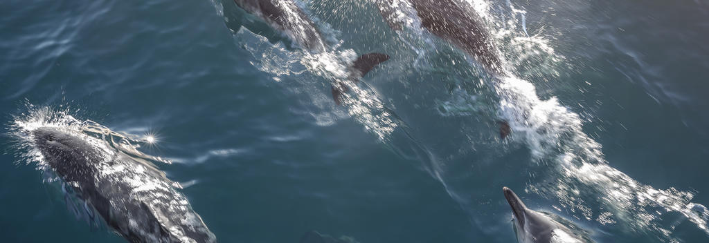 Encounter Dolphins in Kaikoura