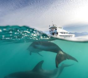Meet New Zealand's curious dusky dolphins. Gathering in large pods off the coast of Kaikōura, they’ll be more than happy to greet you! Come for a snorkel!