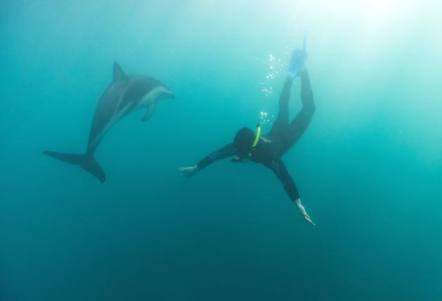 新西兰有很多种类的海豚，与海豚共泳被认为是新西兰最佳旅行体验之一。